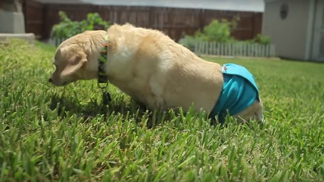 Man And Dog Unlikely Best Friends