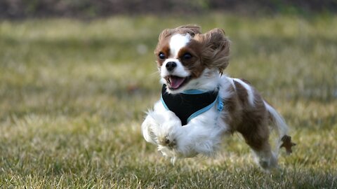 Early Results Of Dog Longevity Treatment Show Promise
