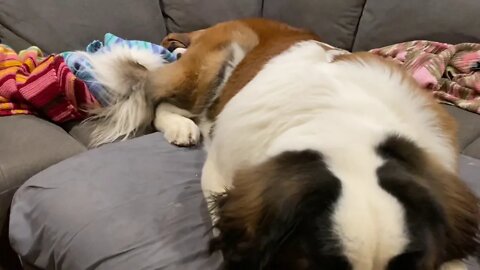 Sleeping St Bernard puppies- Baby Walter sleeping with his new brothers.