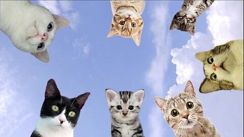 Funny animal video, funny cat kittens