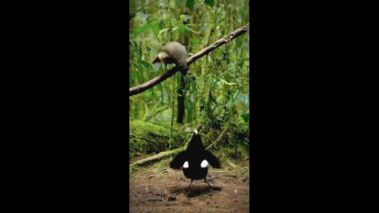 beautiful bird dancing in forest