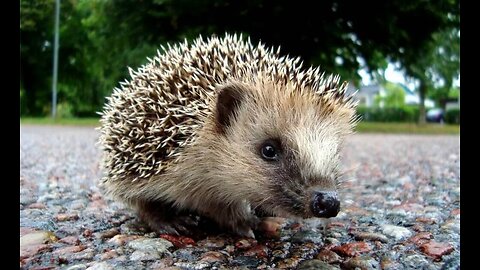 surprise.Hedgehog visiting