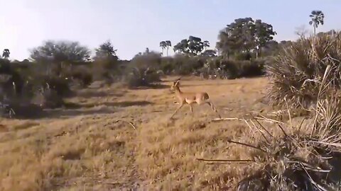 Jaguar Vs giantotter confrontation ends with a fatal head bite | survival battle...