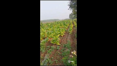 Our farming