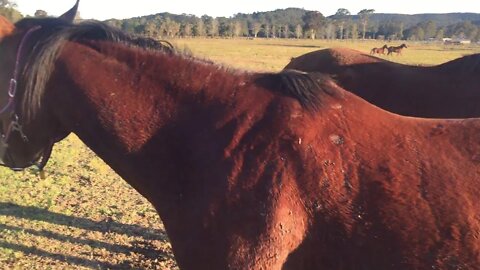 My horses