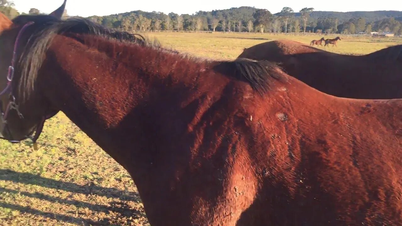 My horses