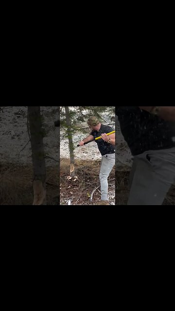 Cutting a tree is very different with even a small edge #tree #metal #montana #christmas