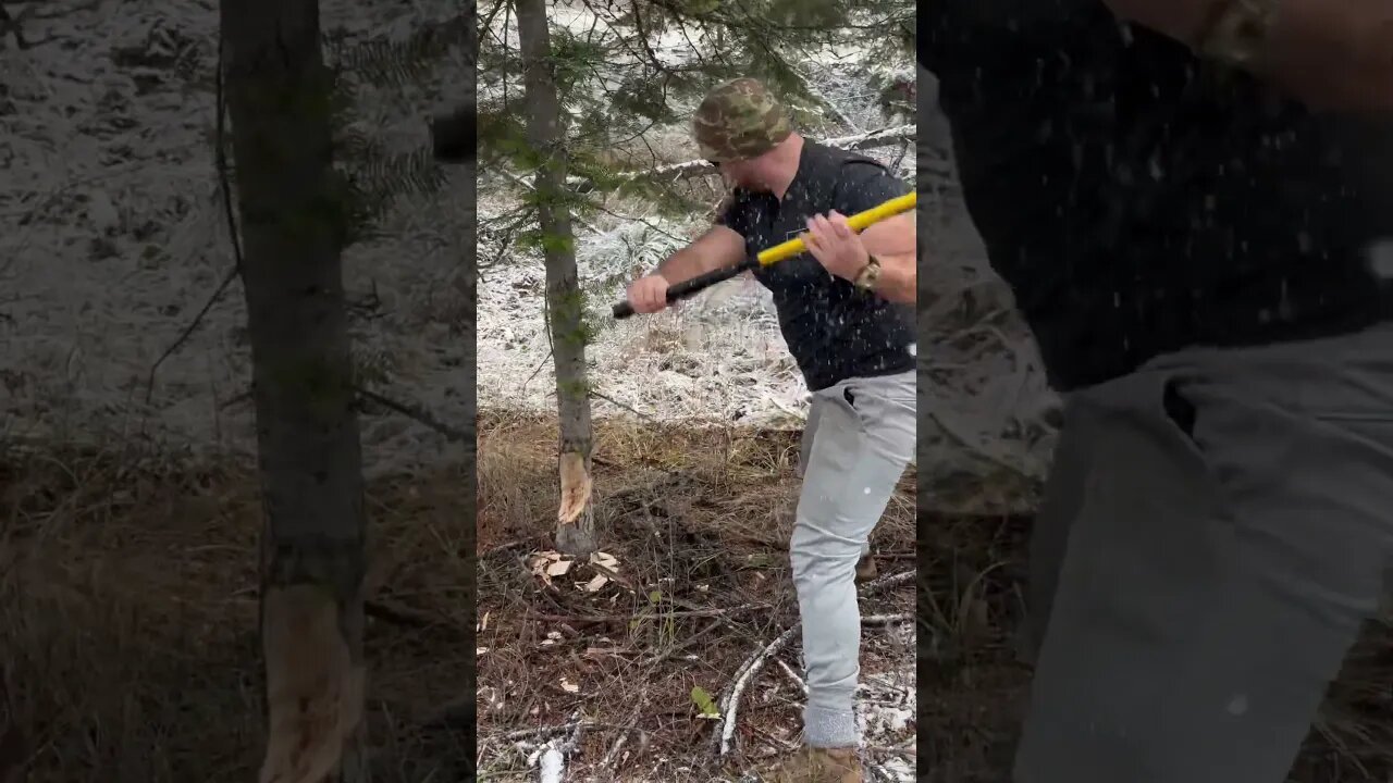 Cutting a tree is very different with even a small edge #tree #metal #montana #christmas