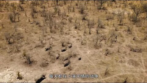 14.Save the baby rhino