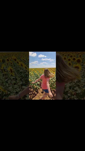 Dancing in a field of Sunflowers! #shorts #sunflower #dance