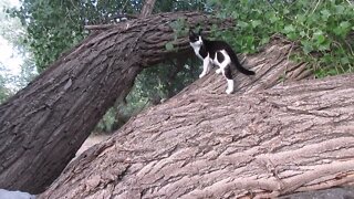 Our Cats #64 #shorts – Crazy Tree Jump by Pasha the Cat