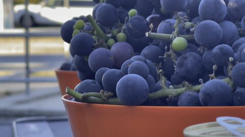 Concord grapes