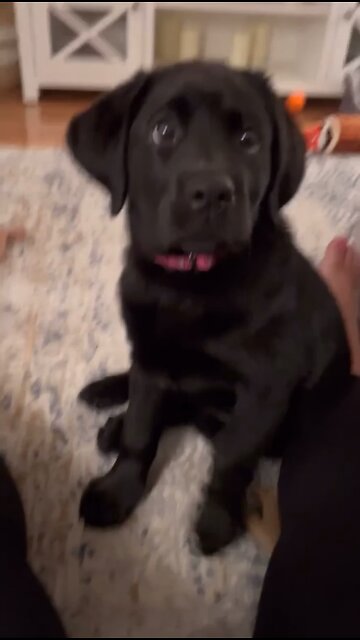 Smartest #cute #puppy