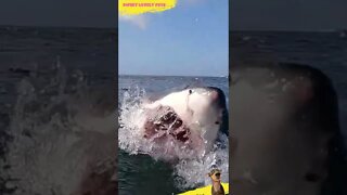 😱 Scary Incredible Shark 🦈 || #shorts