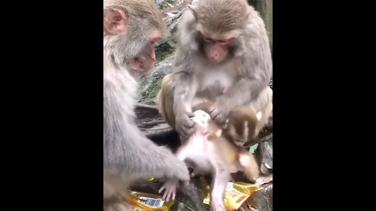 Monkey funny video 🤣