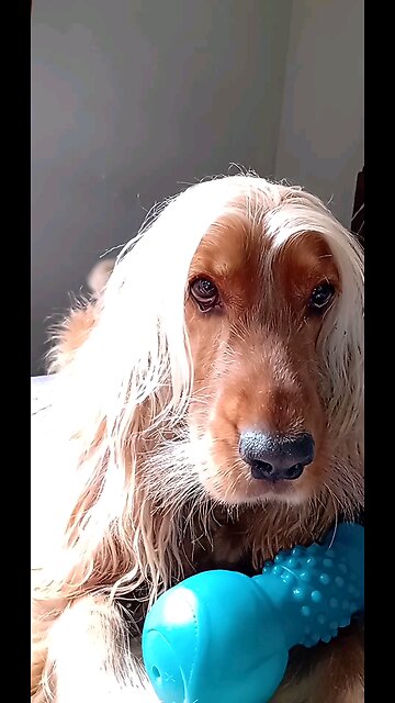 dog, cute, animals, pet, dogshow