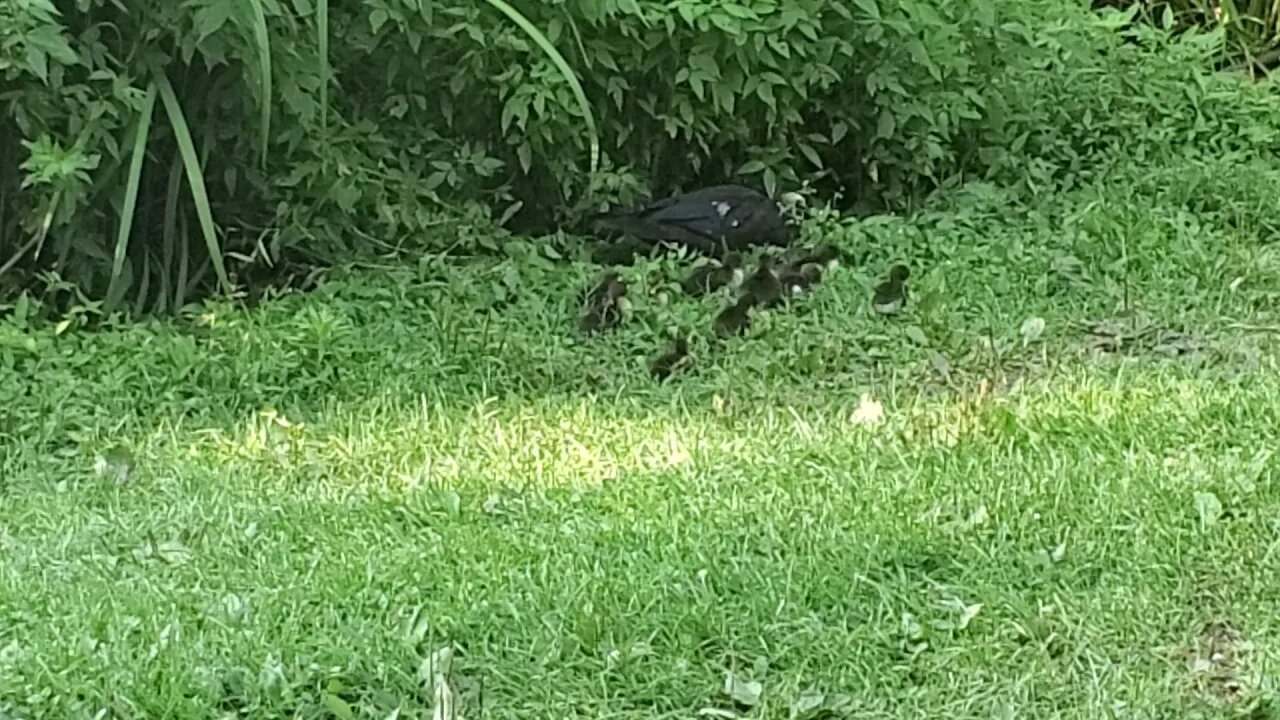 new baby muscovy ducks just recently hatched!