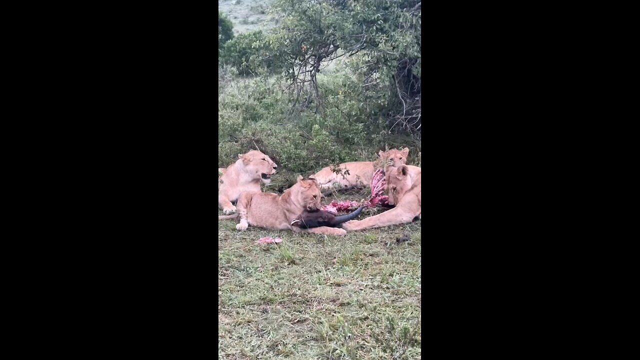 Lions eating antelope