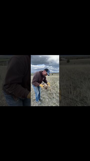 We Saved an Owl …… Almost!