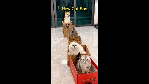 Cat buss 😂😂