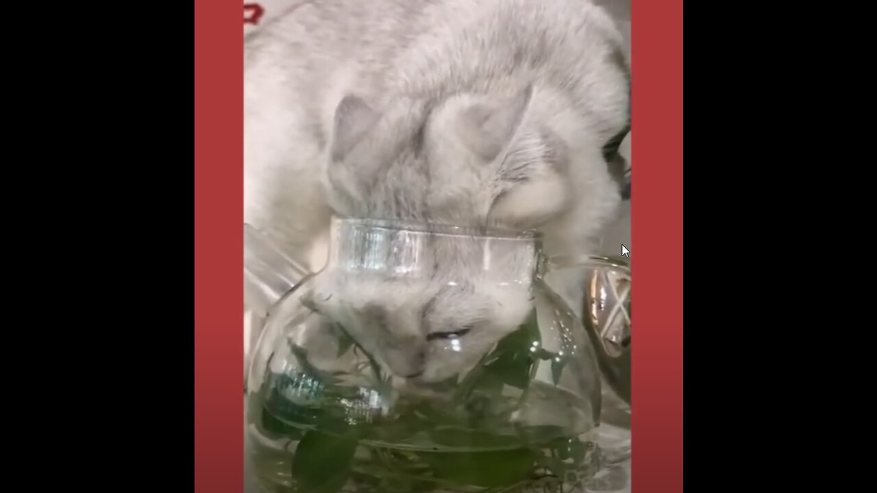 Best Funny & Cute Animal Pet Compilation Best 2021 Adorable