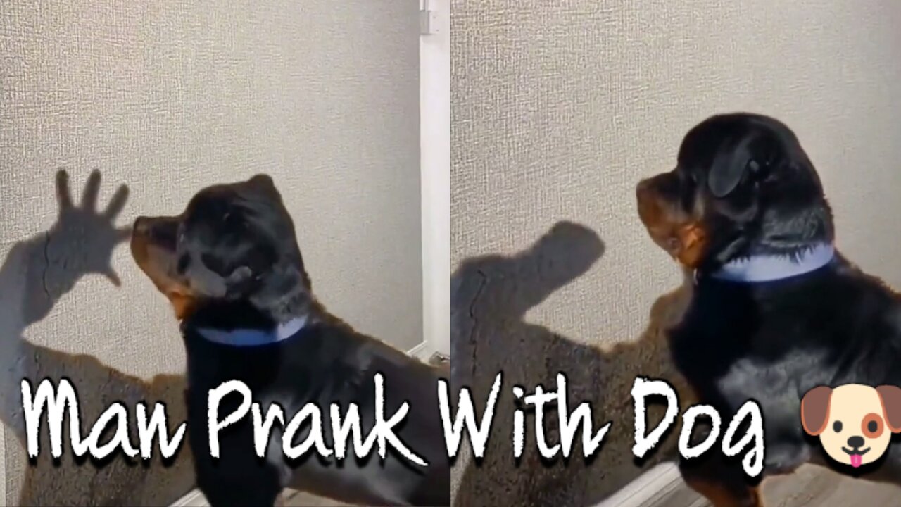 FUNNY PRANK WITH DOG ! YOU MUST WATCH AND ENJOYING IT !