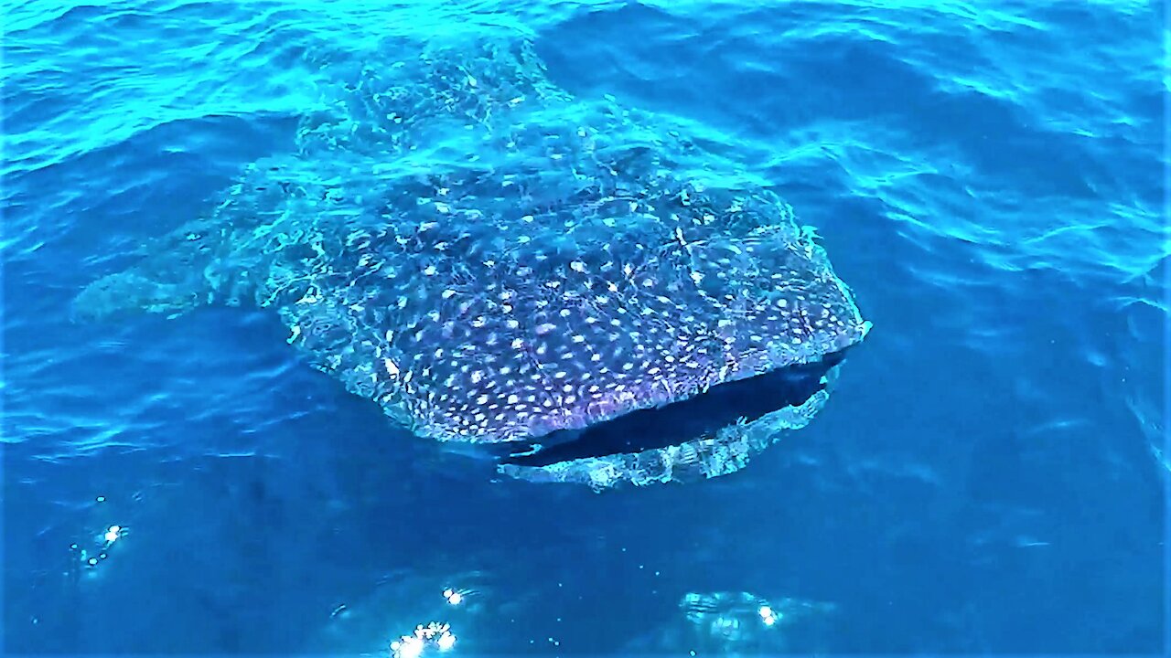 Whale Sharks Surround Boat In The Open Ocean