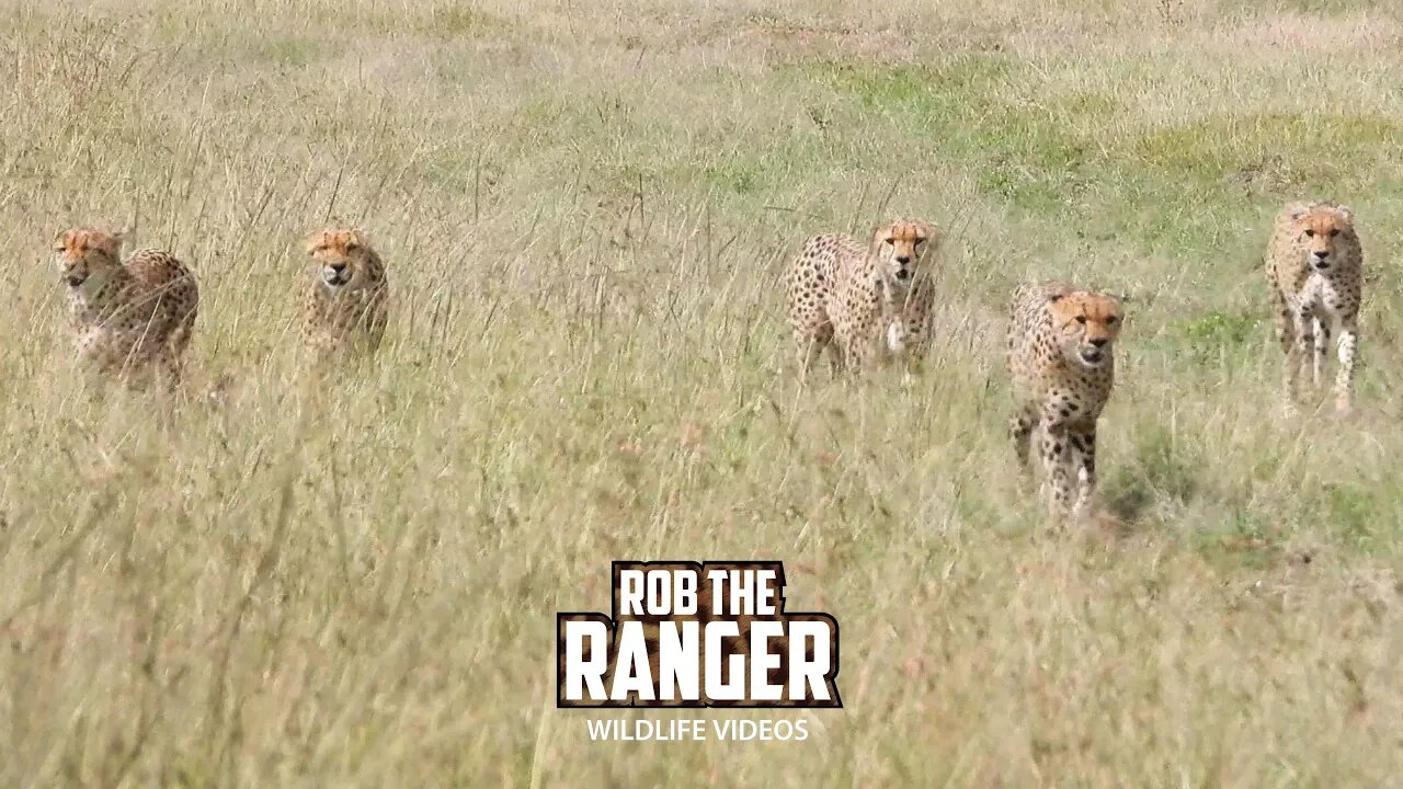 Tano Bora Cheetah Coalition Before They Split | Maasai Mara Safari | Zebra Plains