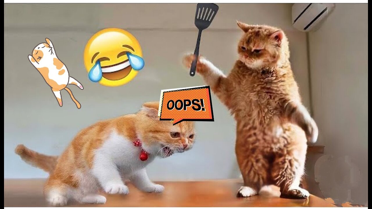 Best Funny Animal Video of the Year (2024) , funnyvideo