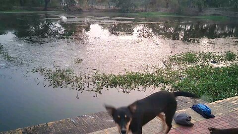 dog playing with me swimming time.