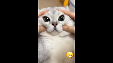 Funny cat videos 🤣