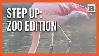 Move Over, TikTok Stars—This Flamingo Has Arrived