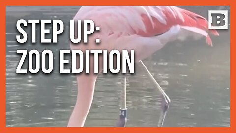 Move Over, TikTok Stars—This Flamingo Has Arrived