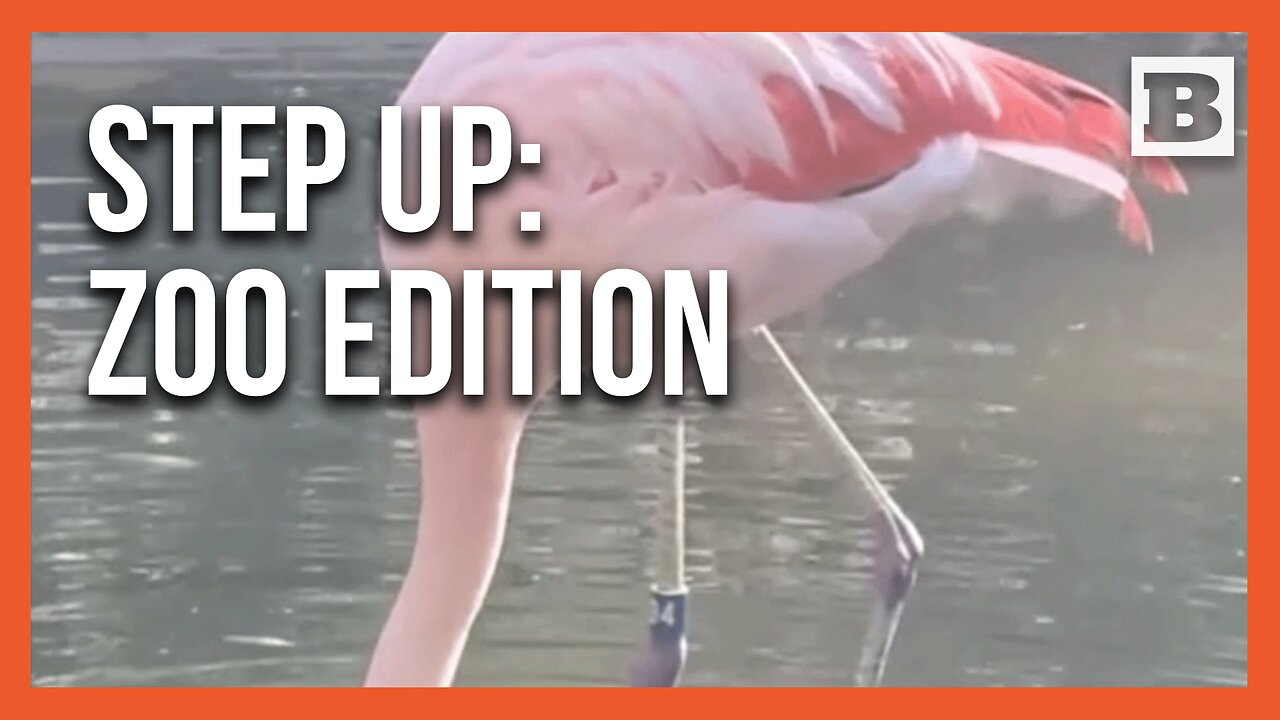 Move Over, TikTok Stars—This Flamingo Has Arrived