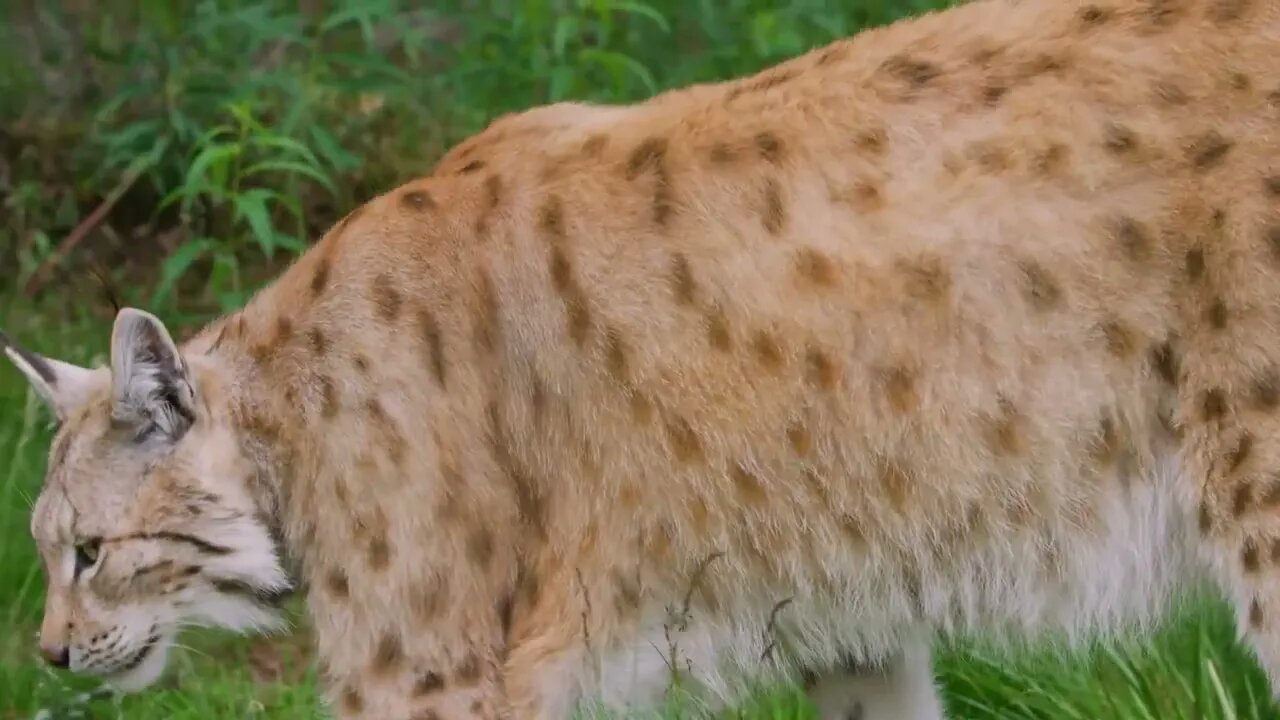 Close-up of a european lynx walking in the forest at summer