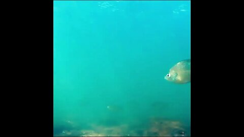 bream