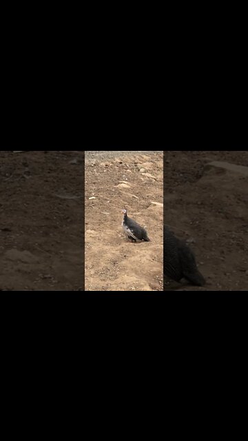 Baby guinea fowl doesn't realise flock has left then hears big bird in sky