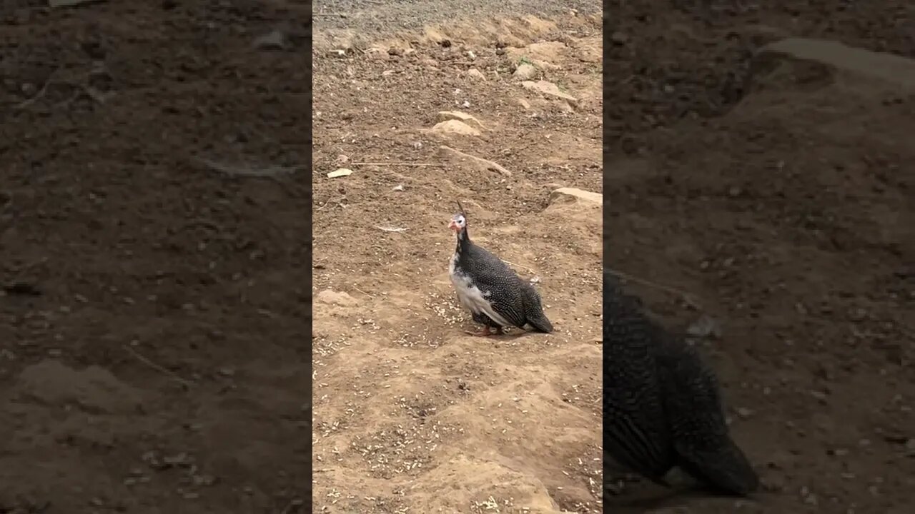 Baby guinea fowl doesn't realise flock has left then hears big bird in sky