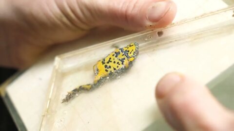 Measuring a yellow bellied toad in a CD case for science purpose Verdun forest