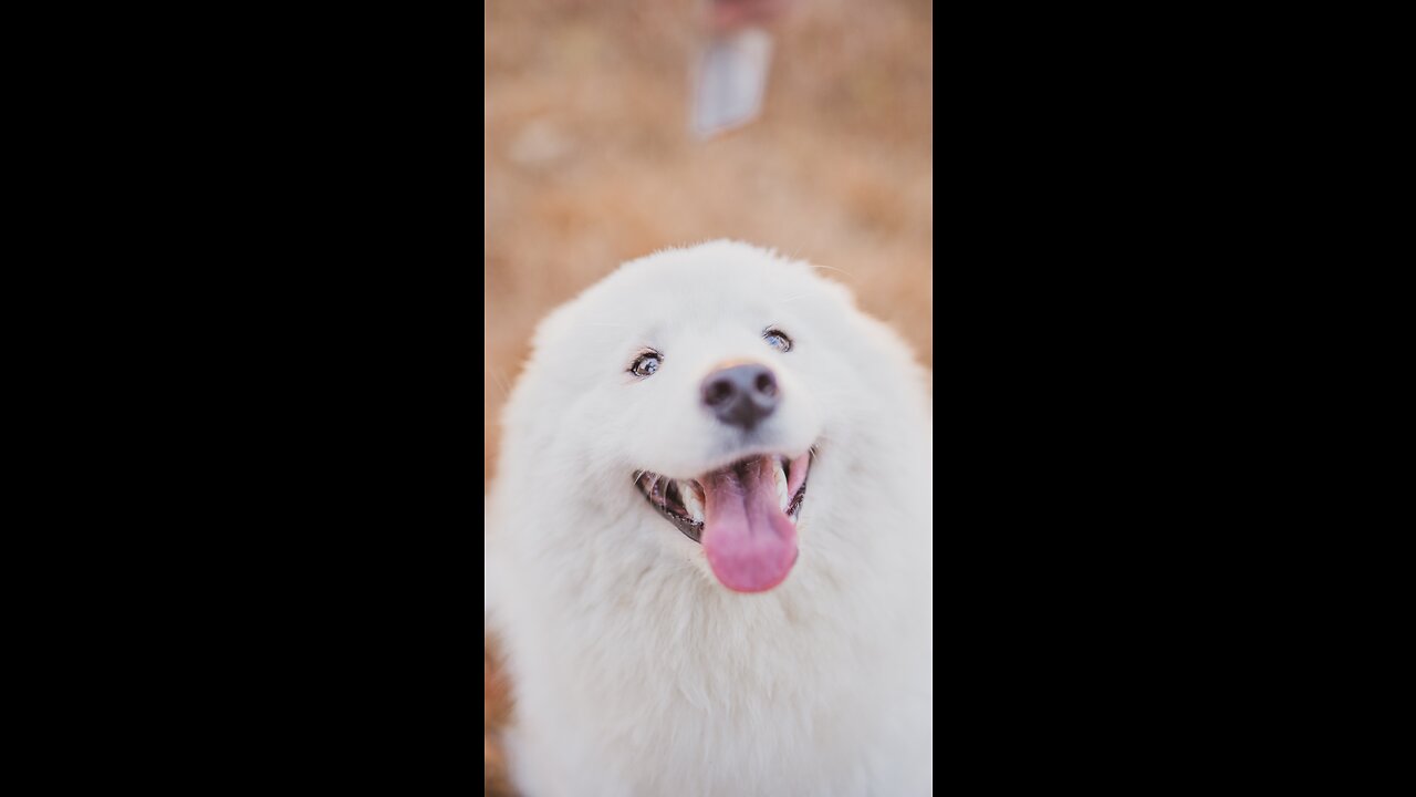 Funny video 2023//New funniest video of cat and dogs