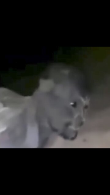 APPARENT REPTILIAN OF IRAQ