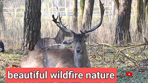 beautiful animals