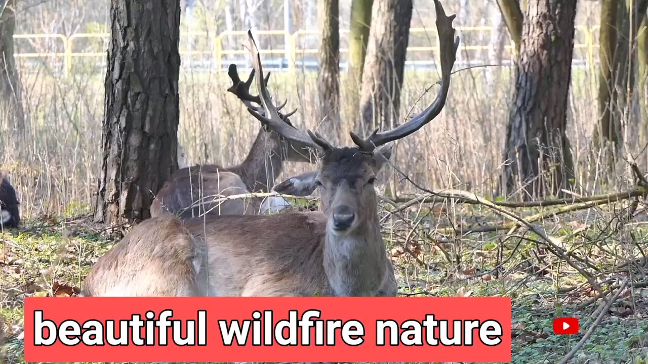 beautiful animals