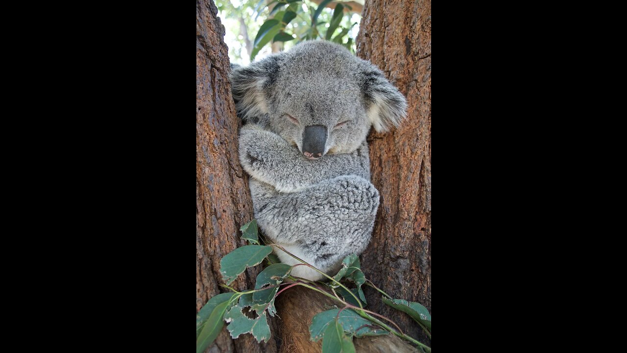 Cute baby animals Koala cute moment of the animals