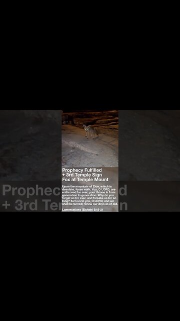 Prophecy Fulfilled & 3rd Temple Sign⁉️Fox at Temple Mount on Tisha B’Av #short #israel #bible