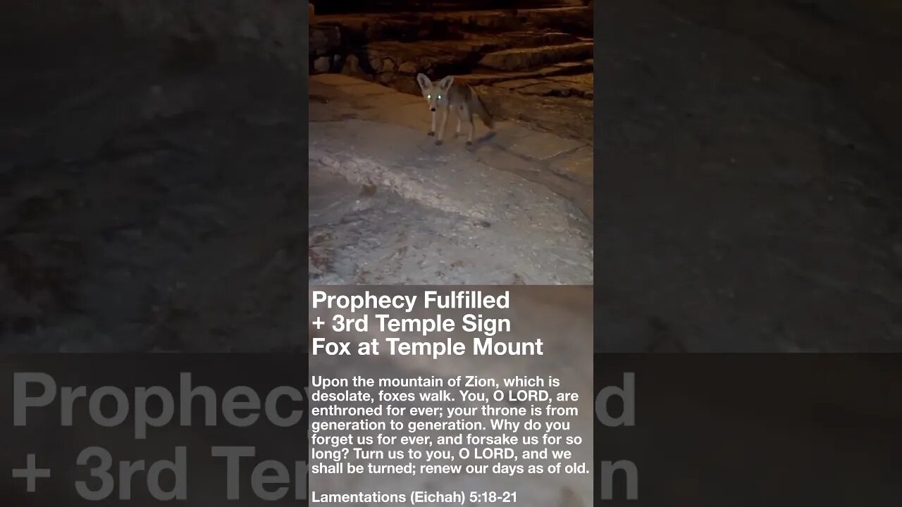 Prophecy Fulfilled & 3rd Temple Sign⁉️Fox at Temple Mount on Tisha B’Av #short #israel #bible