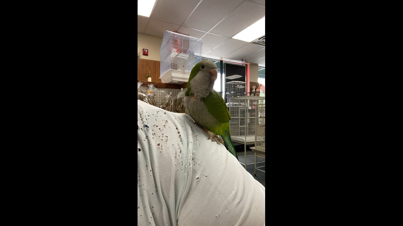 Jesse, 14 year old Green Quaker