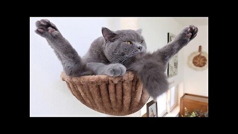 Funny animals - Funny cats dogs - Funny animal videos