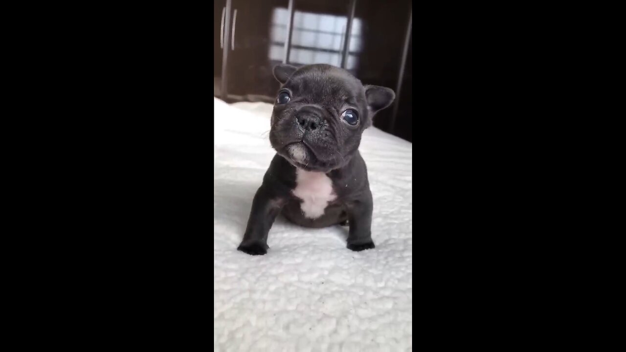 Puppy sound