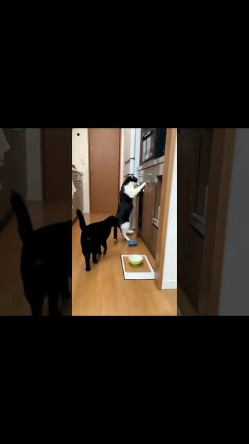 two Cat find food | shorts #short #funnycat